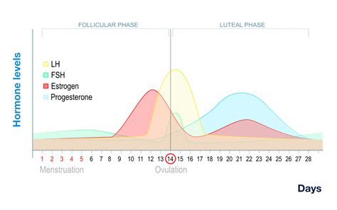 Normal Menstrual Cycle | UCSF Center for Reproductive Health