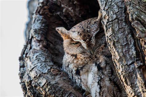 Eastern Screech Owls can Camouflage Completely - Nature Walks with Judy