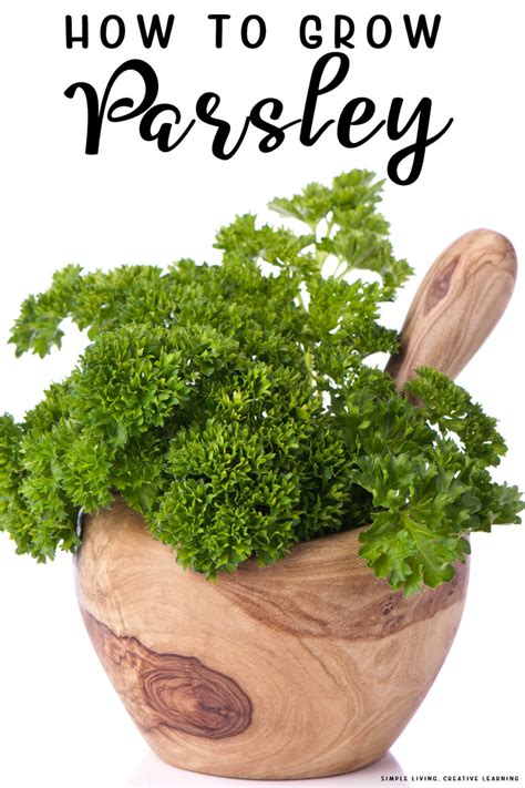 How to Grow Parsley - Simple Living. Creative Learning