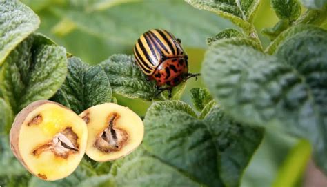 Homemade Potato Blight Spray: 2 Best Effective DIY Remedies