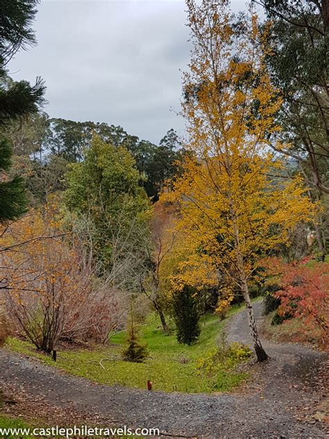 Autumn in Mount Lofty Botanic Gardens - Castlephile Travels