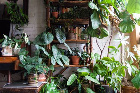 Fertilizing Houseplants 101 — HOMESTEAD BROOKLYN