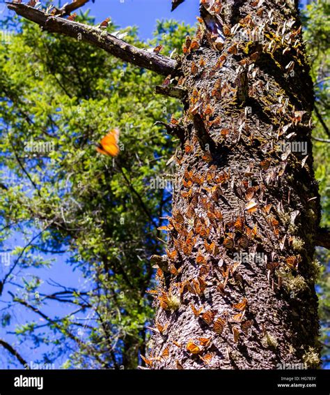 Monarch Butterfly migration to Mexico Stock Photo - Alamy