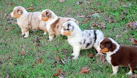 Australian Shepherd Colors and Markings