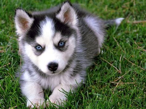 Siberian Husky Dog Training And Caring | Dog Training