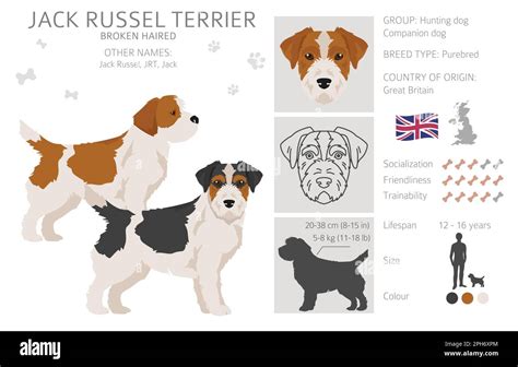 Jack Russel terrier in different poses and coat colors. Smooth coat and ...