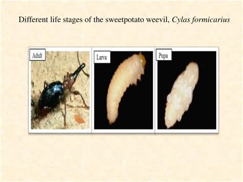 Sweet Potato Weevils: How to Identify and Treat - Okra In My Garden