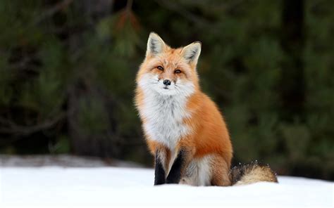 Fondos de Pantalla Zorros Nieve Animalia descargar imagenes