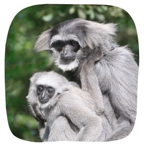 Silvery Gibbons Adoption