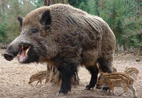 Different Breeds of Wild Hogs