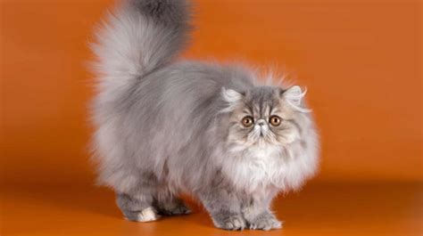 Persian Cats: History, Appearance, Personality