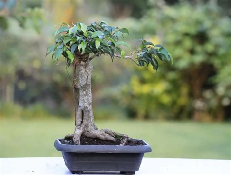 Achieving Miniaturization in Bonsai Tree Growing