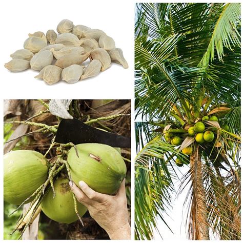 Wintefei 20Pcs Coconut Tree Seeds Giant Miracle Plant Tropical High ...