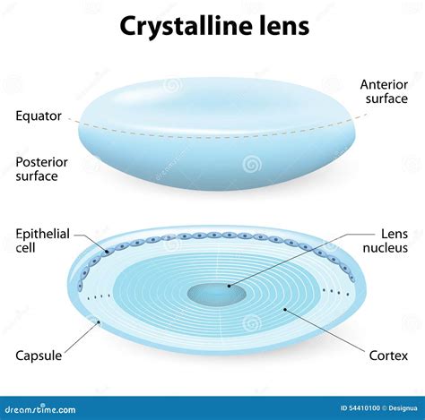 Crystalline lens anatomy stock vector. Illustration of astigmatism ...