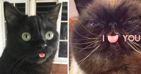 Literally Just 16 Photos of Cats Sticking Out Their Little Tongues ...