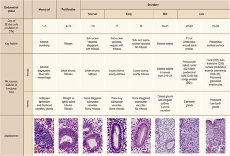 Histologic Dating Of Endometrium – Telegraph