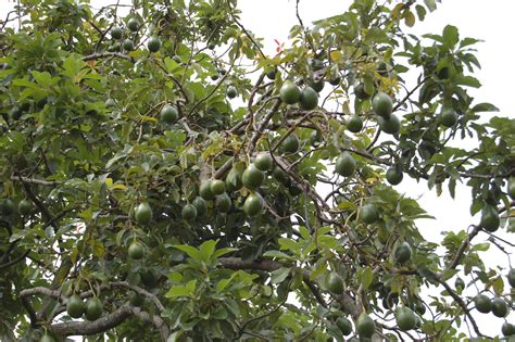 Como crecen frutas, verduras y especies en la tierra - anmiki Cara ...