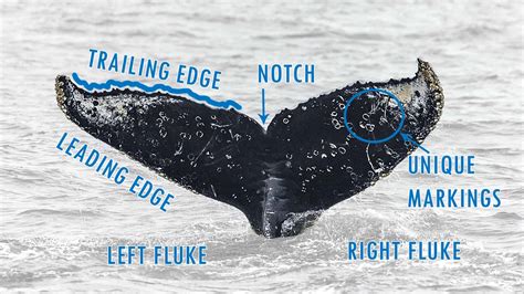 Whale Fluke Identification: A Visual Guide - Oceanic Society