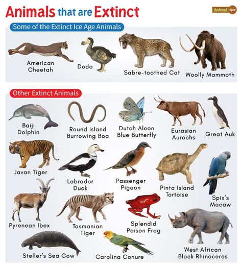 Extinct Animals: List and Facts with Pictures