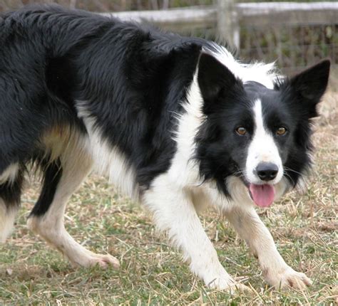 Welsh sheepdog. | Sheepdog breeds, Welsh sheepdog, Sheepdog