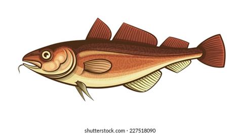 Cod Fish Color Engraving Vector Illustration Stock Vector (Royalty Free ...