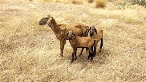 Indian Sheep Farming