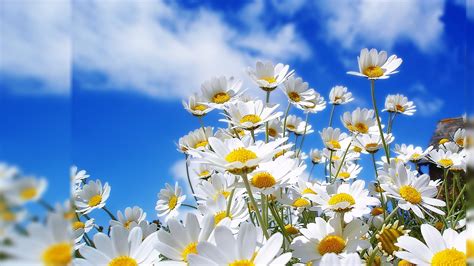 🔥 Download May Flowers Wallpaper HD Desktop Image by @maryl99 | Spring ...