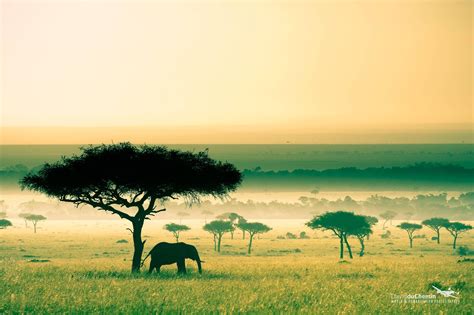 Savanna Wallpaper