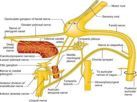 facial nerve anatomy for medical students and ENT postgraduates