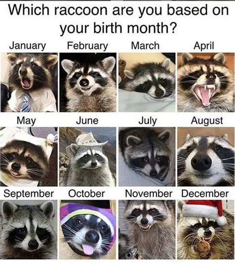 14 Funny Raccoon Memes That Will Make Your Day! - PetPress in 2022 ...