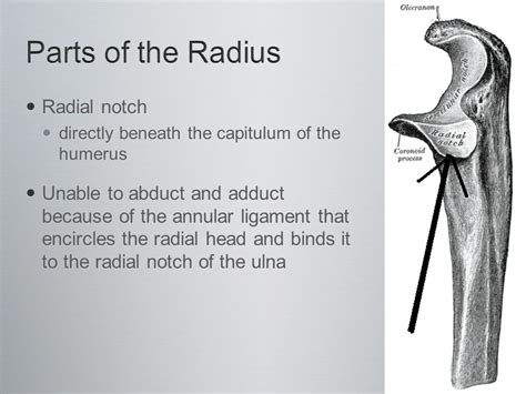 Elbow Joint Kinesiology. - ppt download