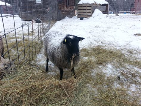 Small Farm, Permaculture and Farm Store