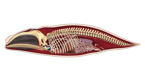 Whale Skeleton Diagram