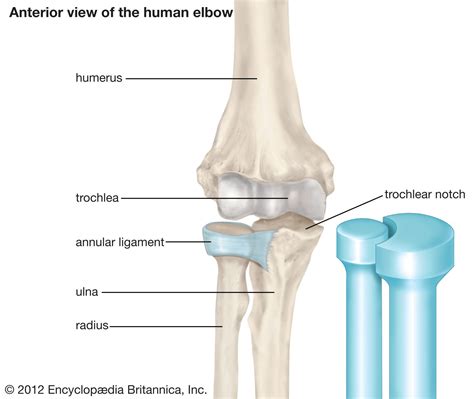 Radial Notch Of Ulna Articulates With - cloudshareinfo