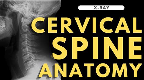 Cervical spine anatomy | Radiology anatomy part 1 prep | C-spine X-ray ...