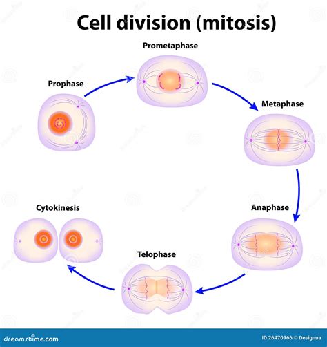 Mitosis Stock Image | CartoonDealer.com #49552423