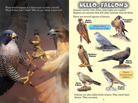 Falcon vs. Hawk (Who Would Win?) | Scholastic Canada