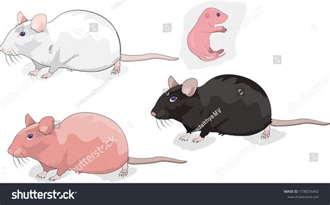 Albino Mice Used Genetic Engineering Experiments Stock Vector (Royalty ...