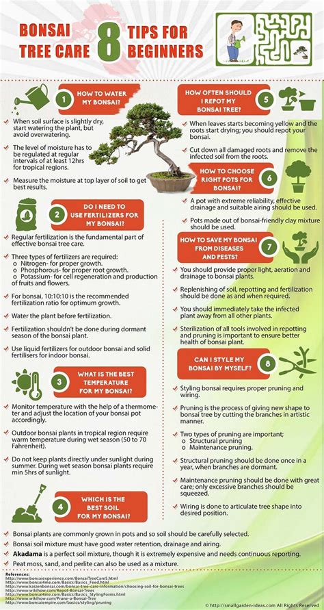 Bonsai Tree Care: 8 Tips for Beginners [Infographic] | Bonsai tree ...