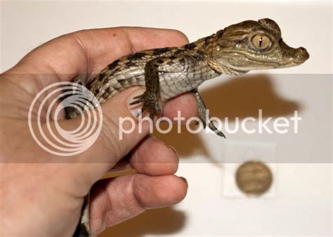 SE England Baby Spectacled Caiman for Sale - S London - Reptile Forums