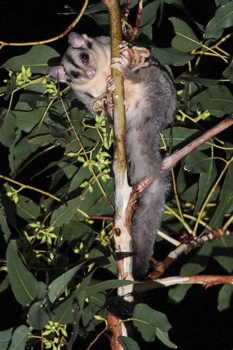 Conserving Australia’s Mahogany glider - The Australian Museum Blog