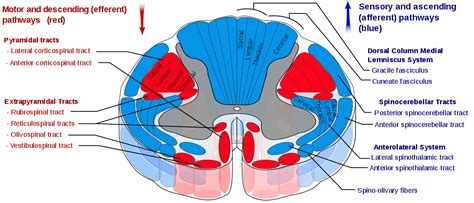 Descending Spinal Tracts | Facts, Types, Position & Roles