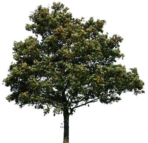 tree png image, free download, picture | Tree photoshop, Trees to plant ...