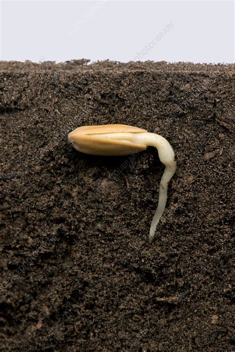 Sunflower germination, 2 of 5 - Stock Image - C036/2739 - Science Photo ...