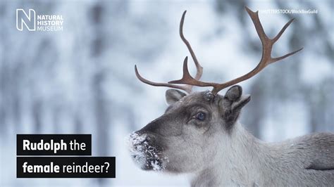 Are Santa's reindeer female? | Natural History Museum - YouTube