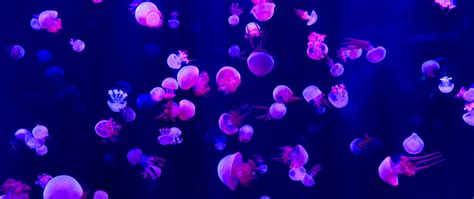 Download wallpaper 2560x1080 fish, jellyfish, small and pink, dual wide ...