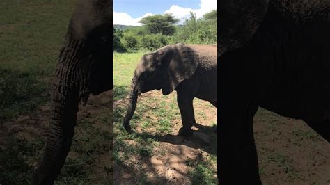 Baby Elephant Trumpeting at Safari Guests! - YouTube