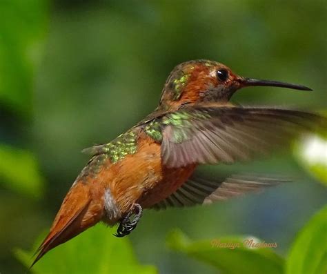 Pin by paddyo91 on Hummingbirds | Bird feathers, Hummingbird, Birds