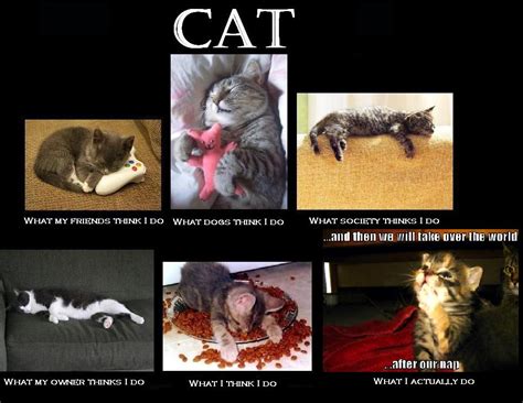 Cats | What People Think I Do / What I Really Do | Know Your Meme