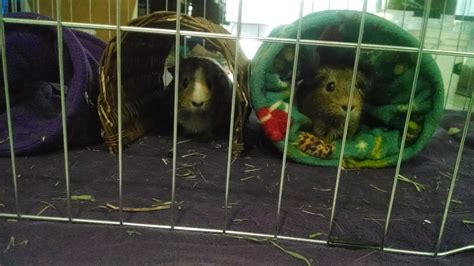 knotty-ness: Guinea pig tunnels tutorial